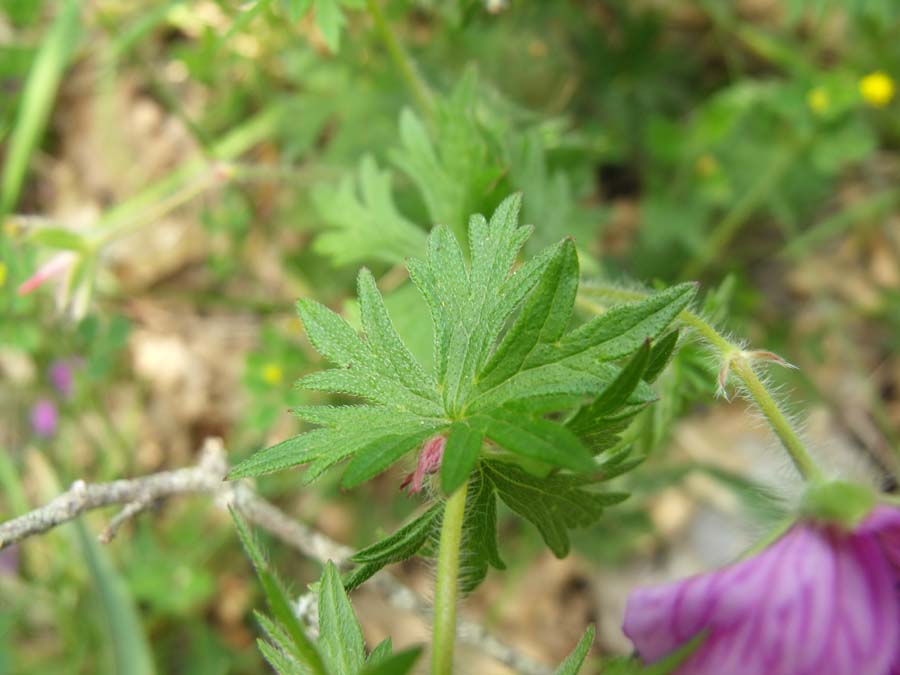 Geranium (?) garganico da ID - Geranium sanguineum